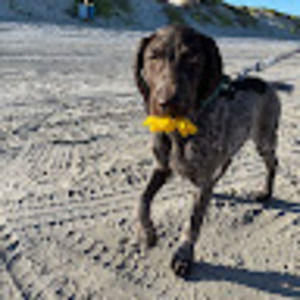 Meet your Posher, Addison